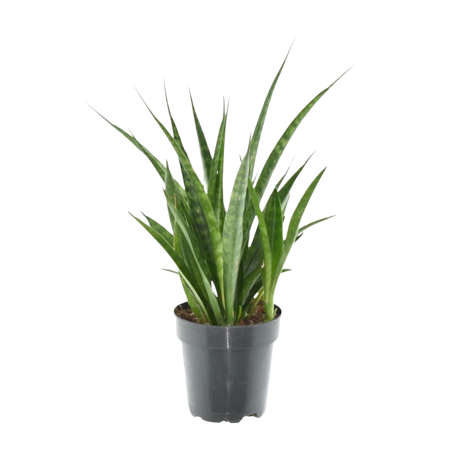 Sansevieria kirkii 'Friends'