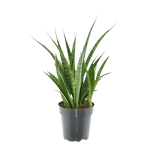 Sansevieria kirkii 'Friends'