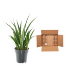 Sansevieria kirkii 'Friends'