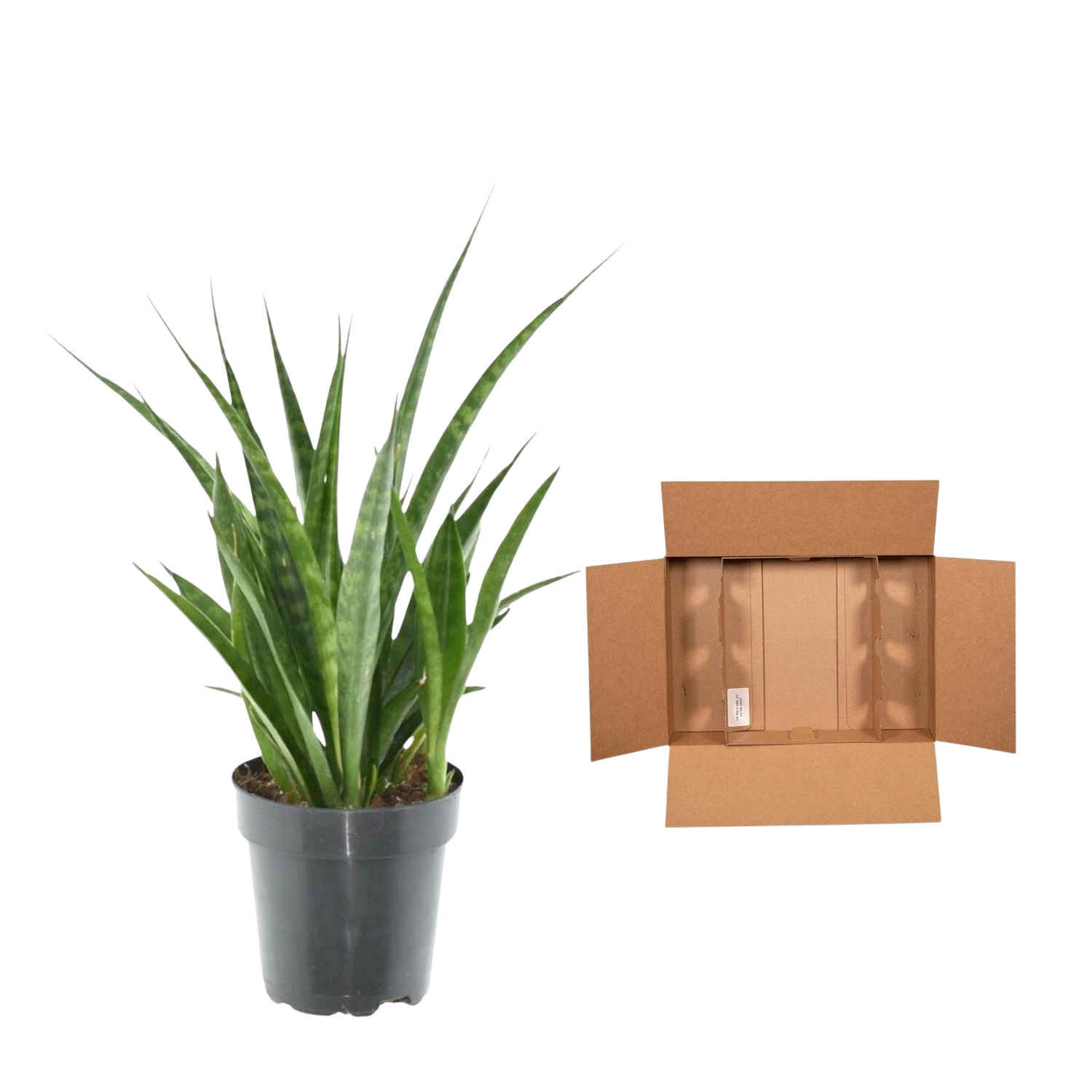 Sansevieria kirkii 'Friends'