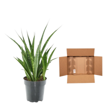 Sansevieria kirkii 'Friends'