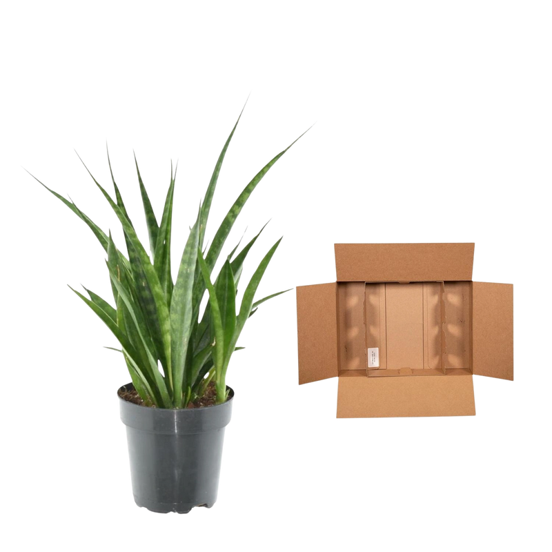 Sansevieria kirkii 'Friends'