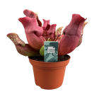 Sarracenia ‘Maroon’ (Bekerplant)