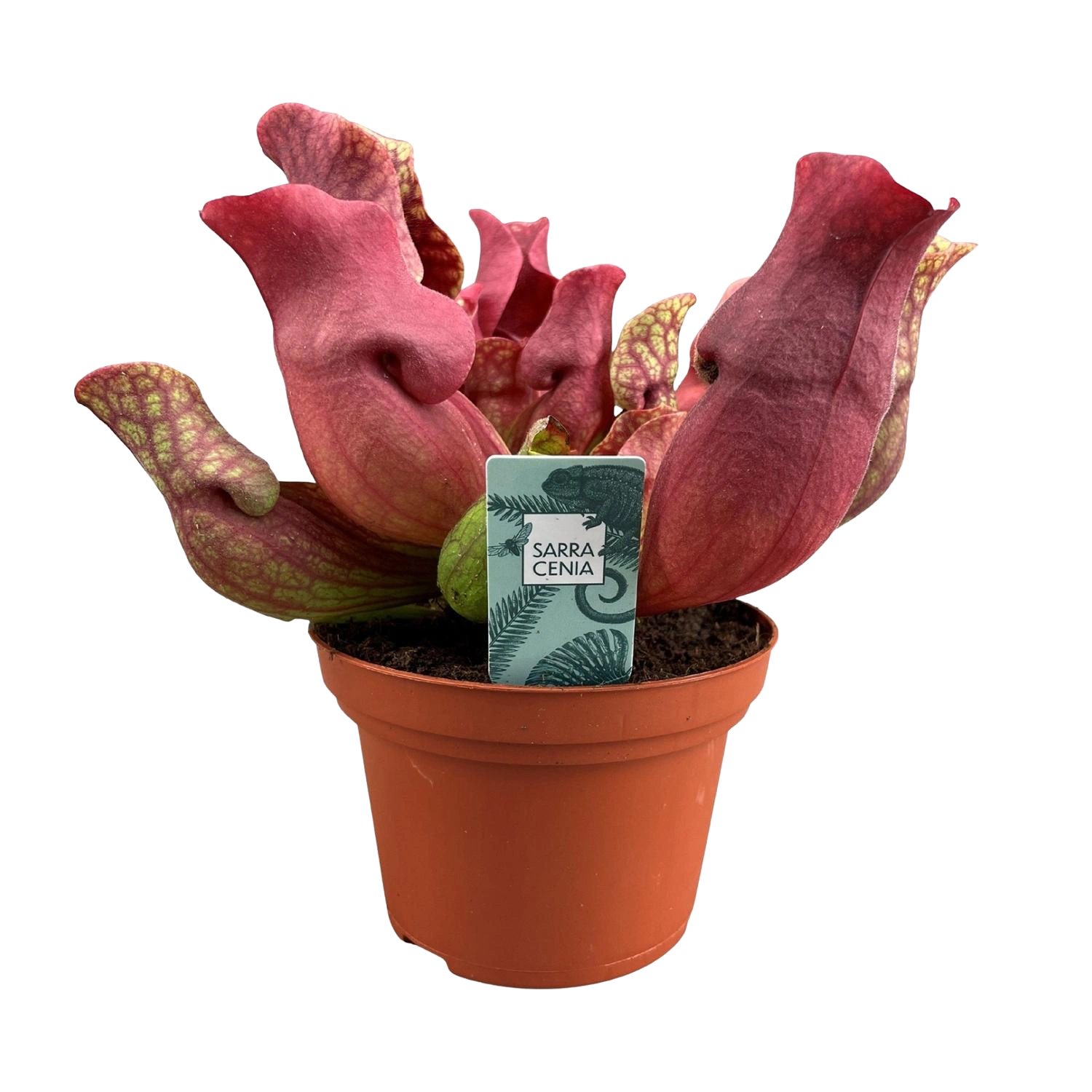 Sarracenia ‘Maroon’ (Bekerplant)