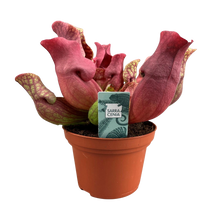 Sarracenia ‘Maroon’ (Bekerplant)