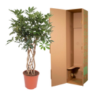 Schefflera Arboricola Compacta gevlochten stam