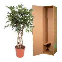 Schefflera Arboricola Compacta gevlochten stam