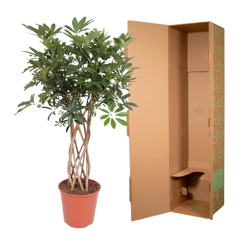 Schefflera Arboricola Compacta gevlochten stam