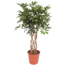 Schefflera Arboricola Compacta gevlochten stam