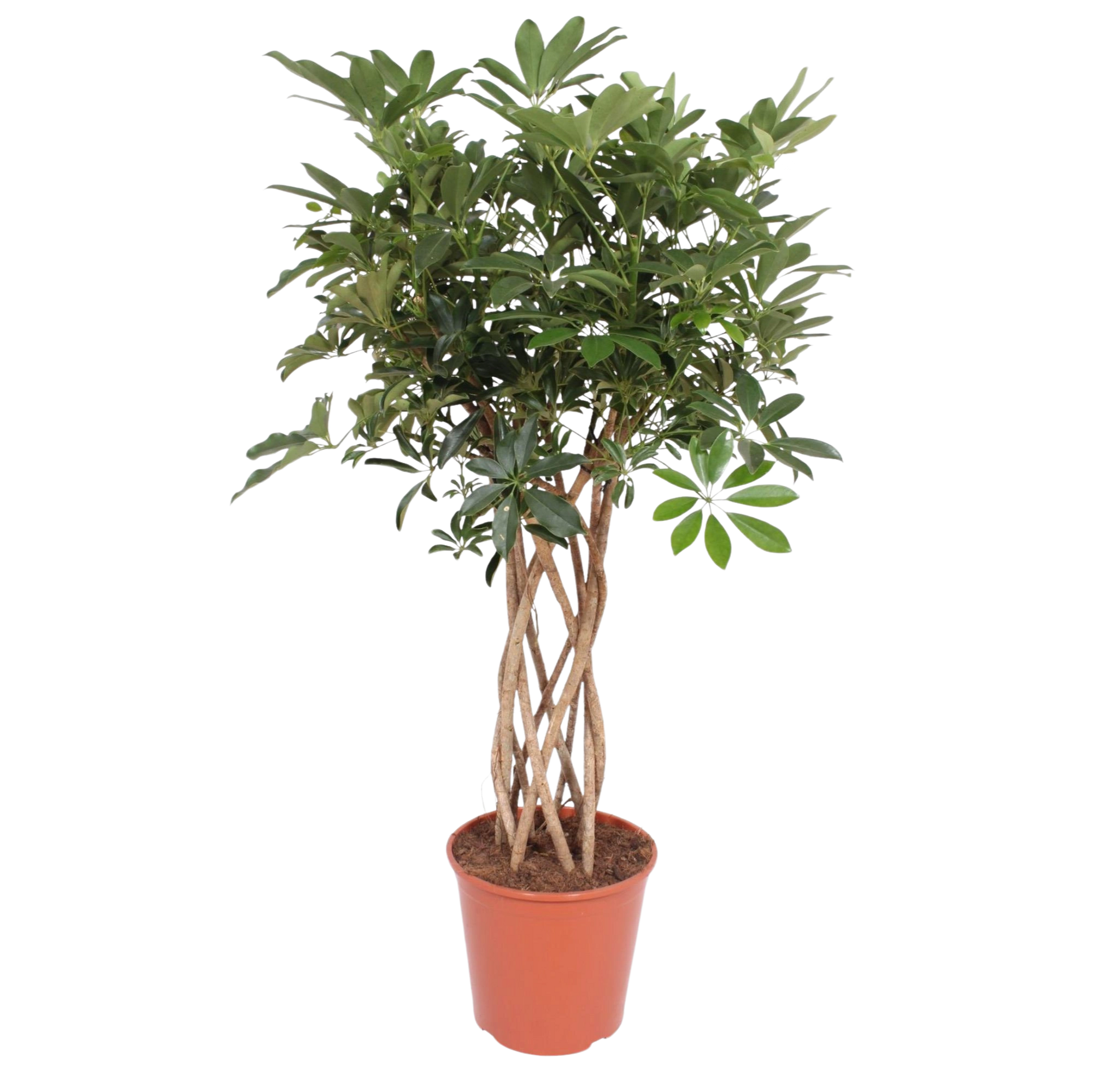 Schefflera Arboricola Compacta gevlochten stam