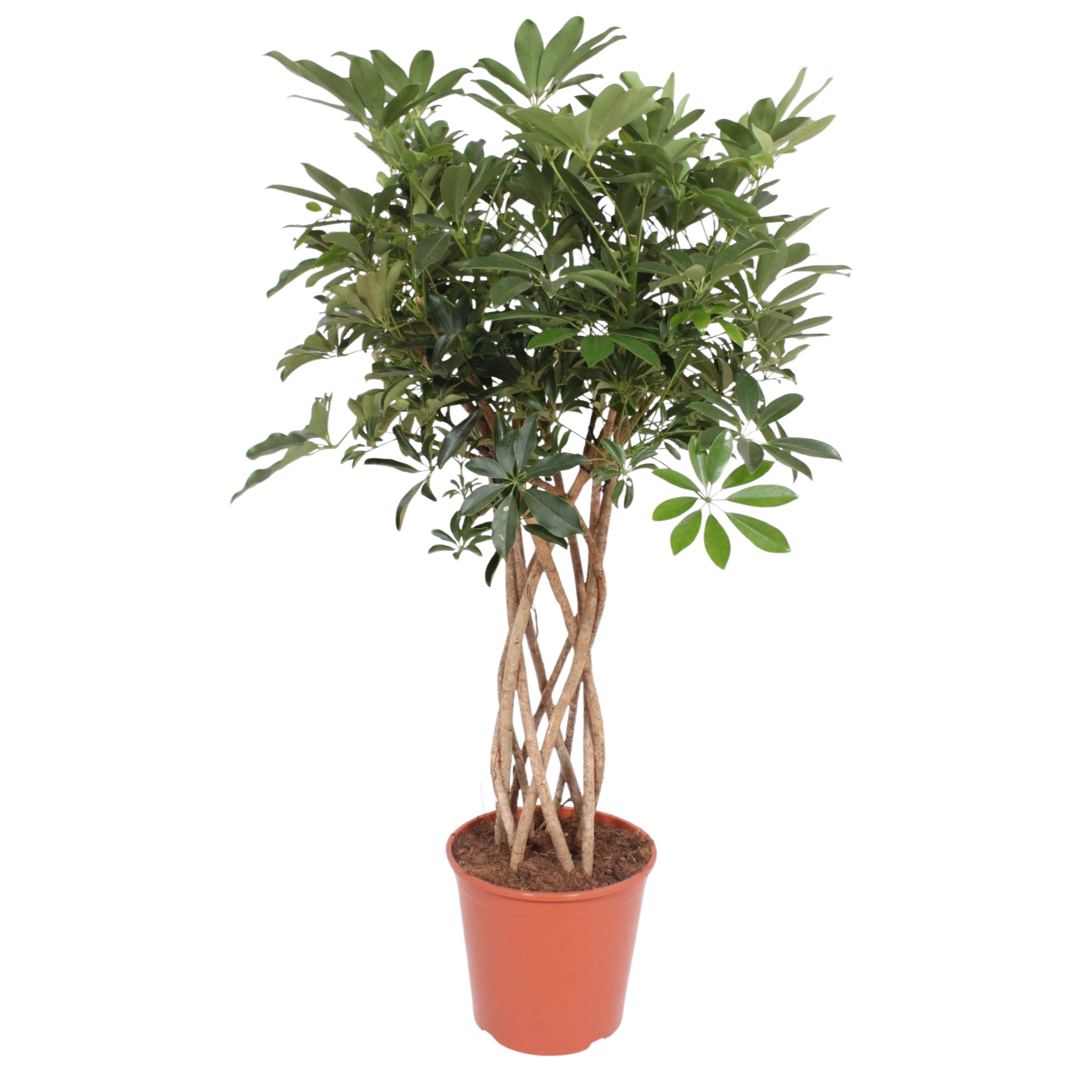 Schefflera Arboricola Compacta gevlochten stam
