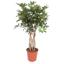 Schefflera Arboricola Compacta gevlochten stam