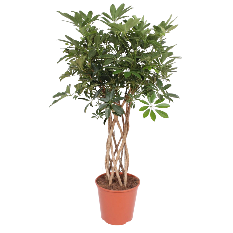 Schefflera Arboricola Compacta gevlochten stam