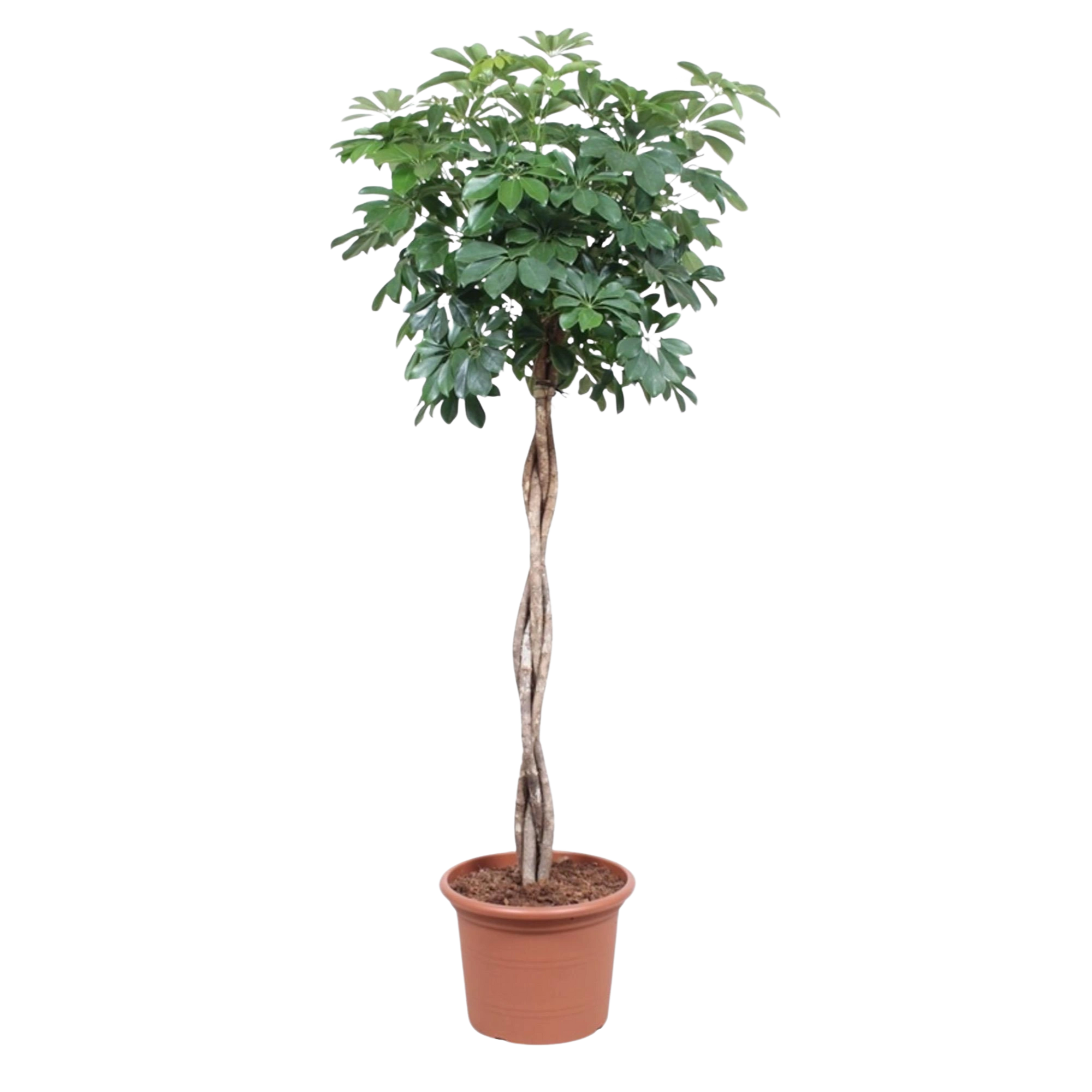 Schefflera Arboricola Compacta gevlochten stam