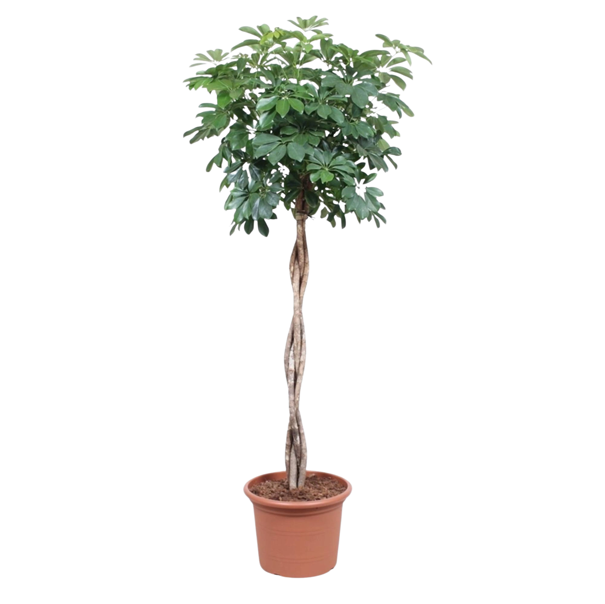 Schefflera Arboricola Compacta gevlochten stam