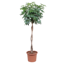 Schefflera Arboricola Compacta gevlochten stam