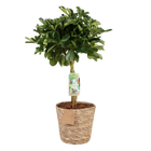 Schefflera Gold Capelle (Vingerboom) – Inclusief Mand