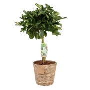 Schefflera Gold Capelle (Vingerboom) – Inclusief Mand
