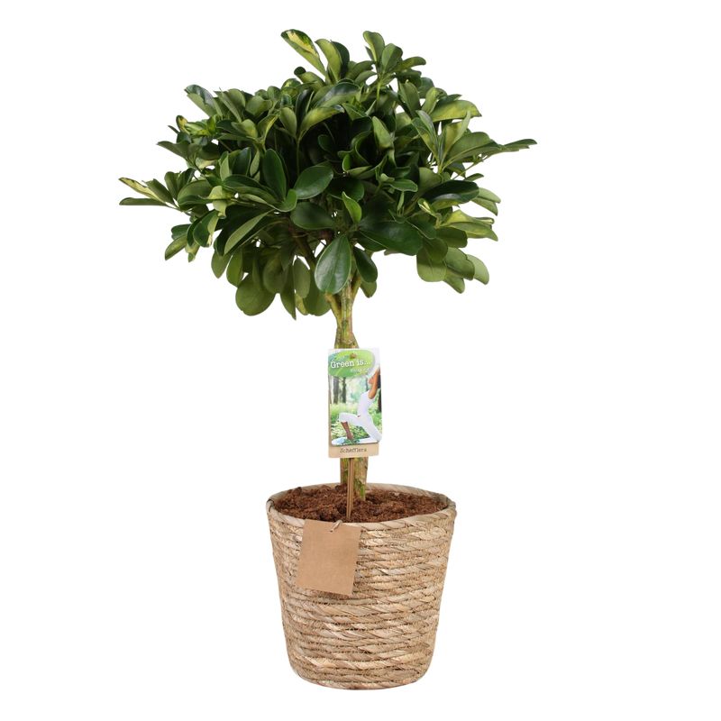 Schefflera Gold Capelle (Vingerboom) – Inclusief Mand