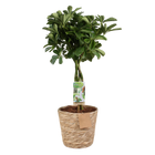 Schefflera Nora (Vingerboom) - Met Mand