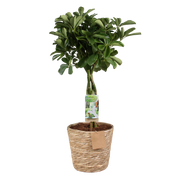 Schefflera Nora (Vingerboom) - Met Mand
