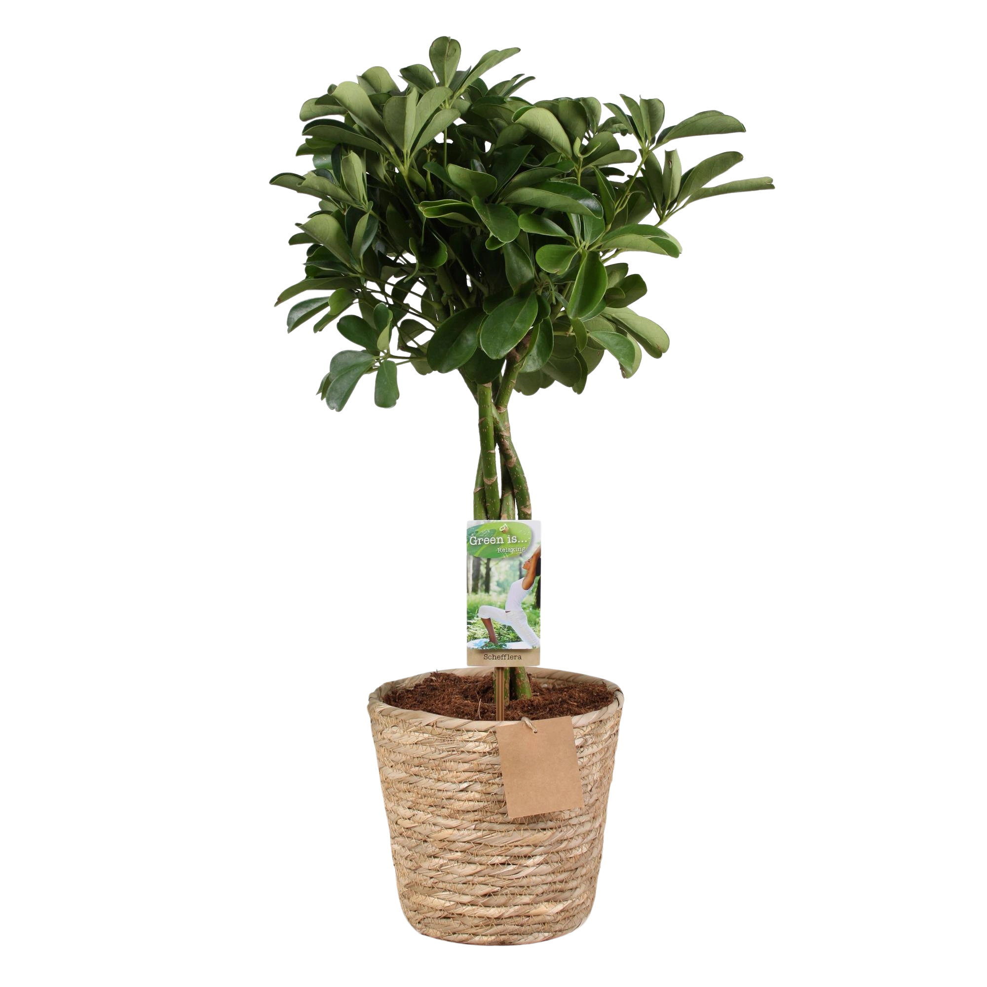 Schefflera Nora (Vingerboom) - Met Mand