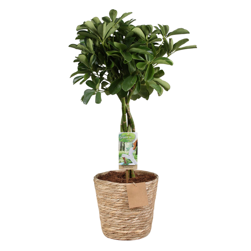 Schefflera Nora (Vingerboom) - Met Mand