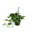 Scindapsus (Epipremnum) Everspring
