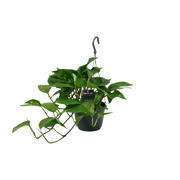 Scindapsus (Epipremnum) Everspring