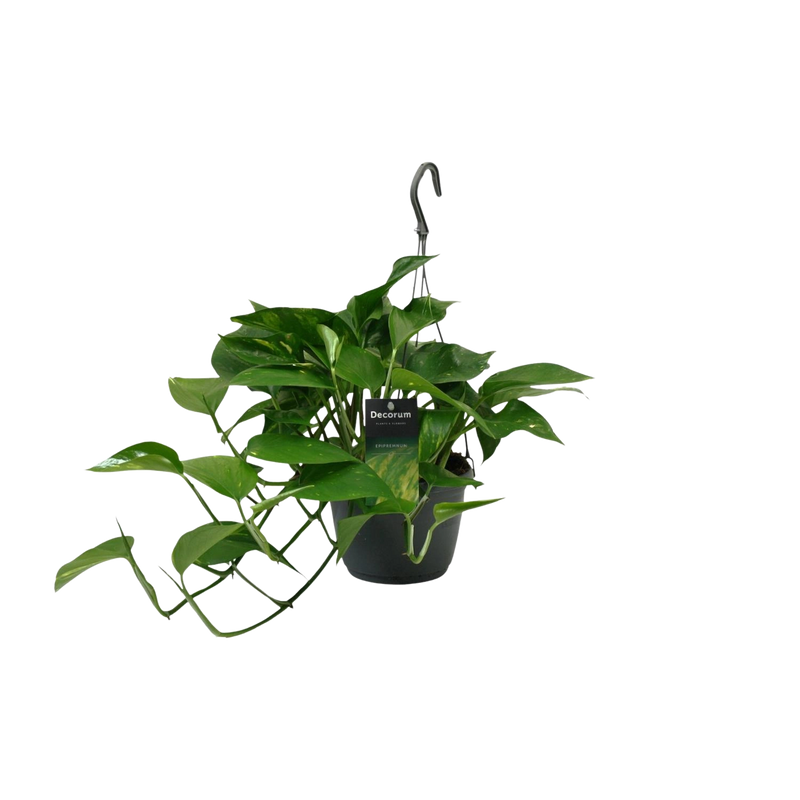 Scindapsus (Epipremnum)