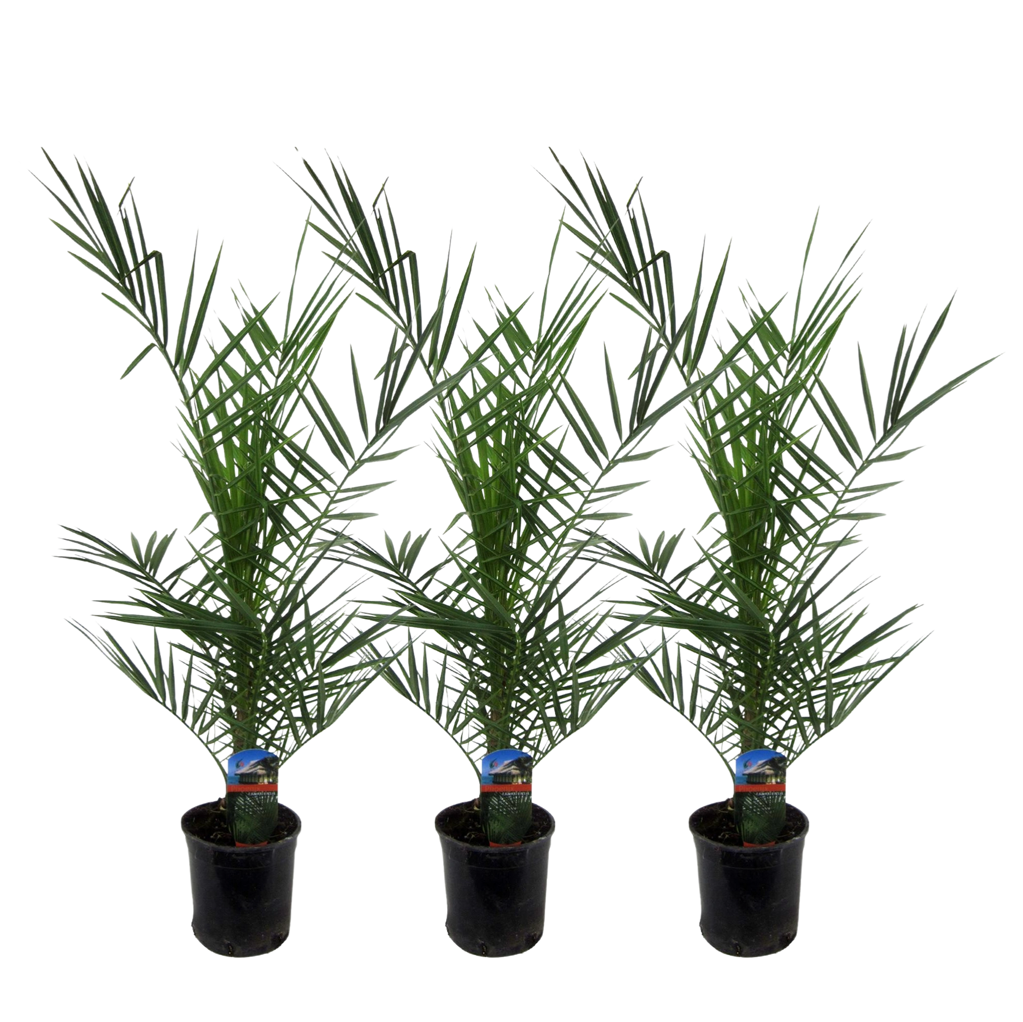 Set van 3 Phoenix Canariensis