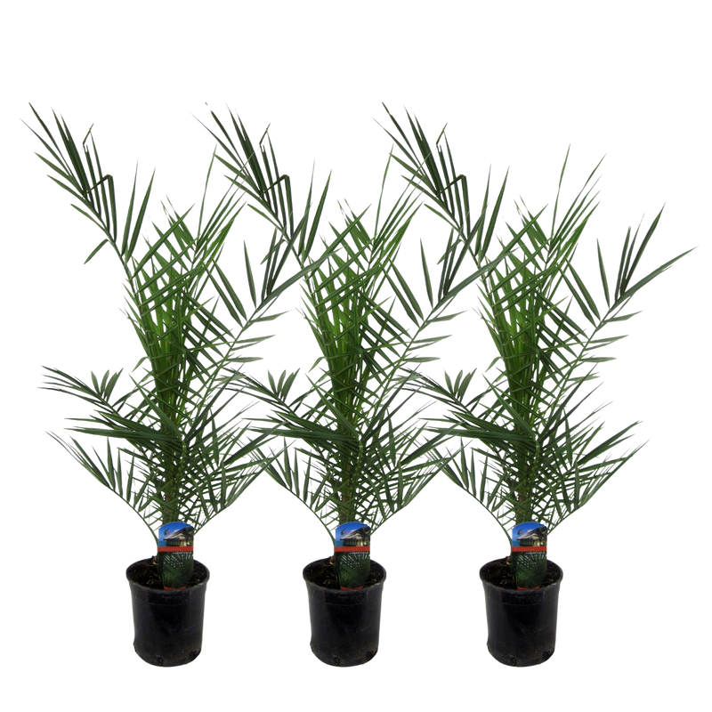 Set van 3 Phoenix Canariensis