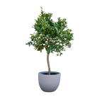 Sinaasappelboom 200 cm