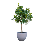 Sinaasappelboom 200 cm