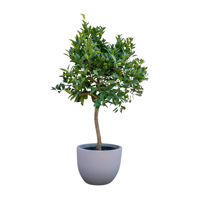 Sinaasappelboom 200 cm
