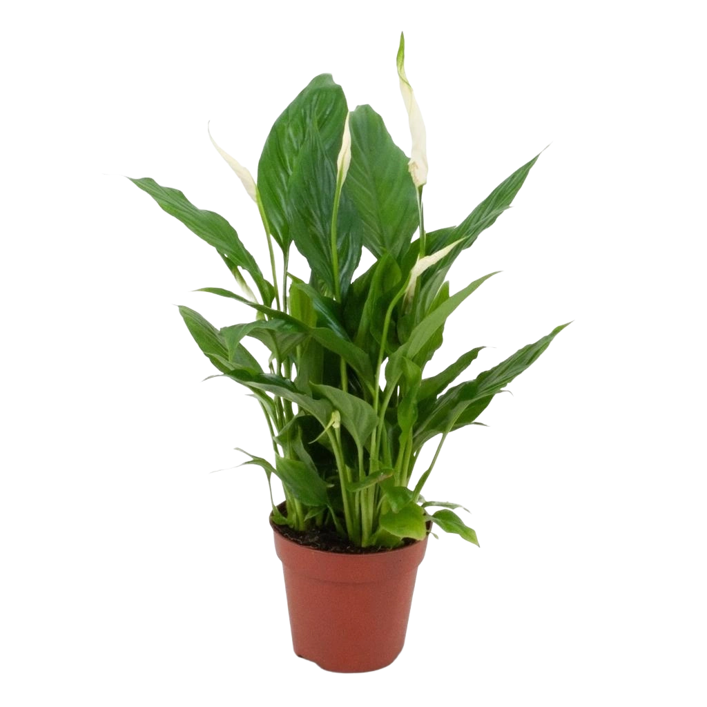 Spathiphyllum (Lepelplant)