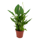 Spathiphyllum (Lepelplant)