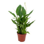 Spathiphyllum (Lepelplant)