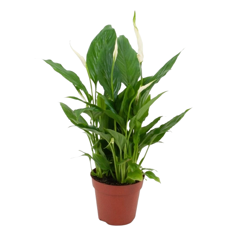 Spathiphyllum (Lepelplant)