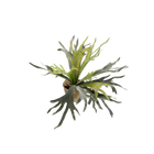 Staghorn Fern Kunstplant (Hertshoorn)