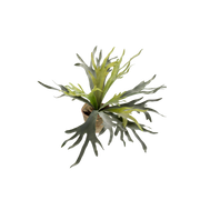 Staghorn Fern Kunstplant (Hertshoorn)