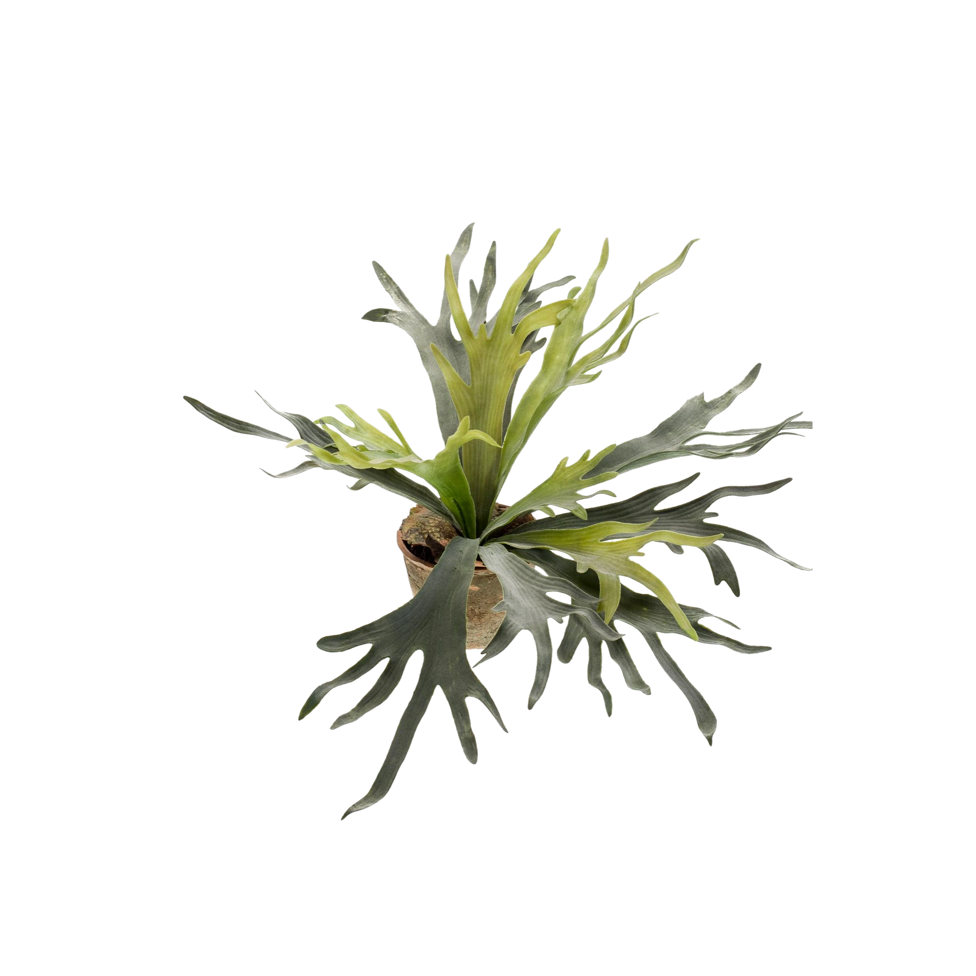 Staghorn Fern Kunstplant (Hertshoorn)