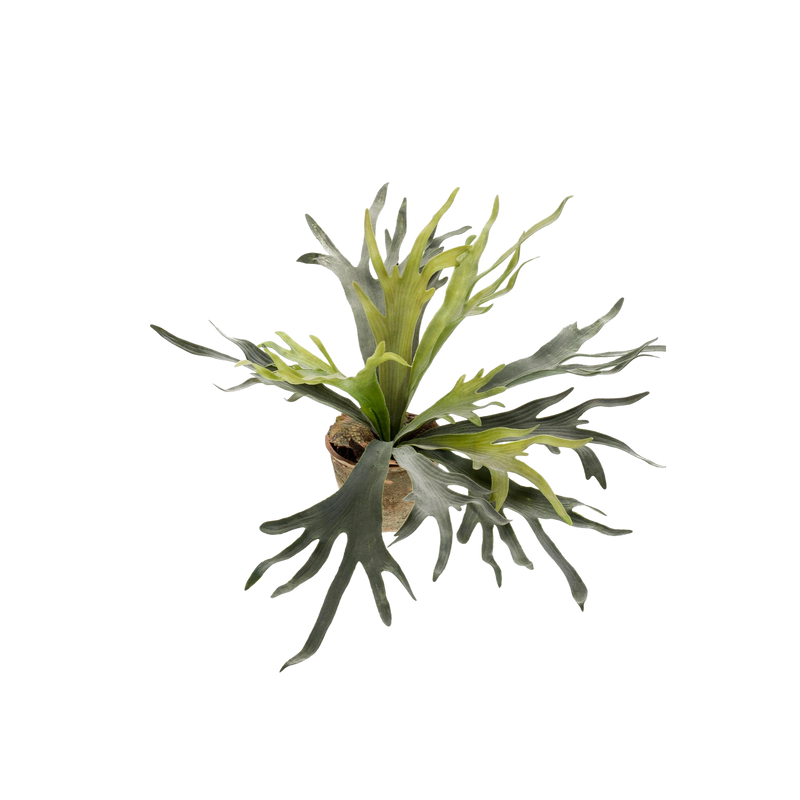 Staghorn Fern Kunstplant (Hertshoorn)