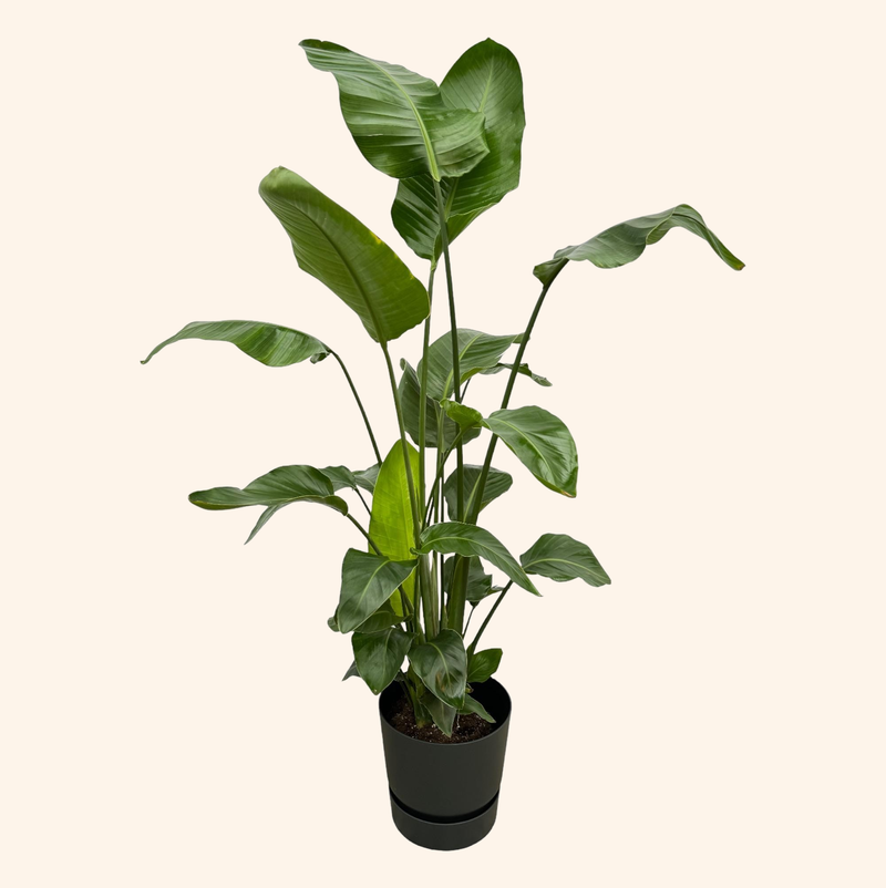 Strelitzia Nicolai | Elho Greenville Round zwart