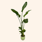 Strelitzia Nicolai | Elho Vibes Fold Round groen