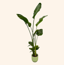 Strelitzia Nicolai | Elho Vibes Fold Round groen