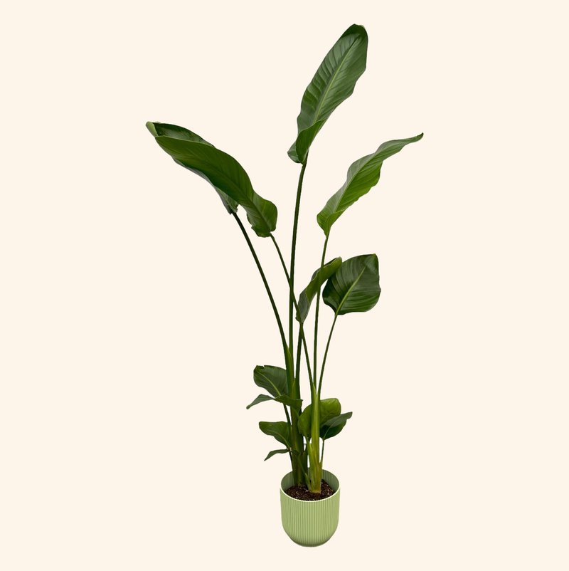 Strelitzia Nicolai | Elho Vibes Fold Round groen