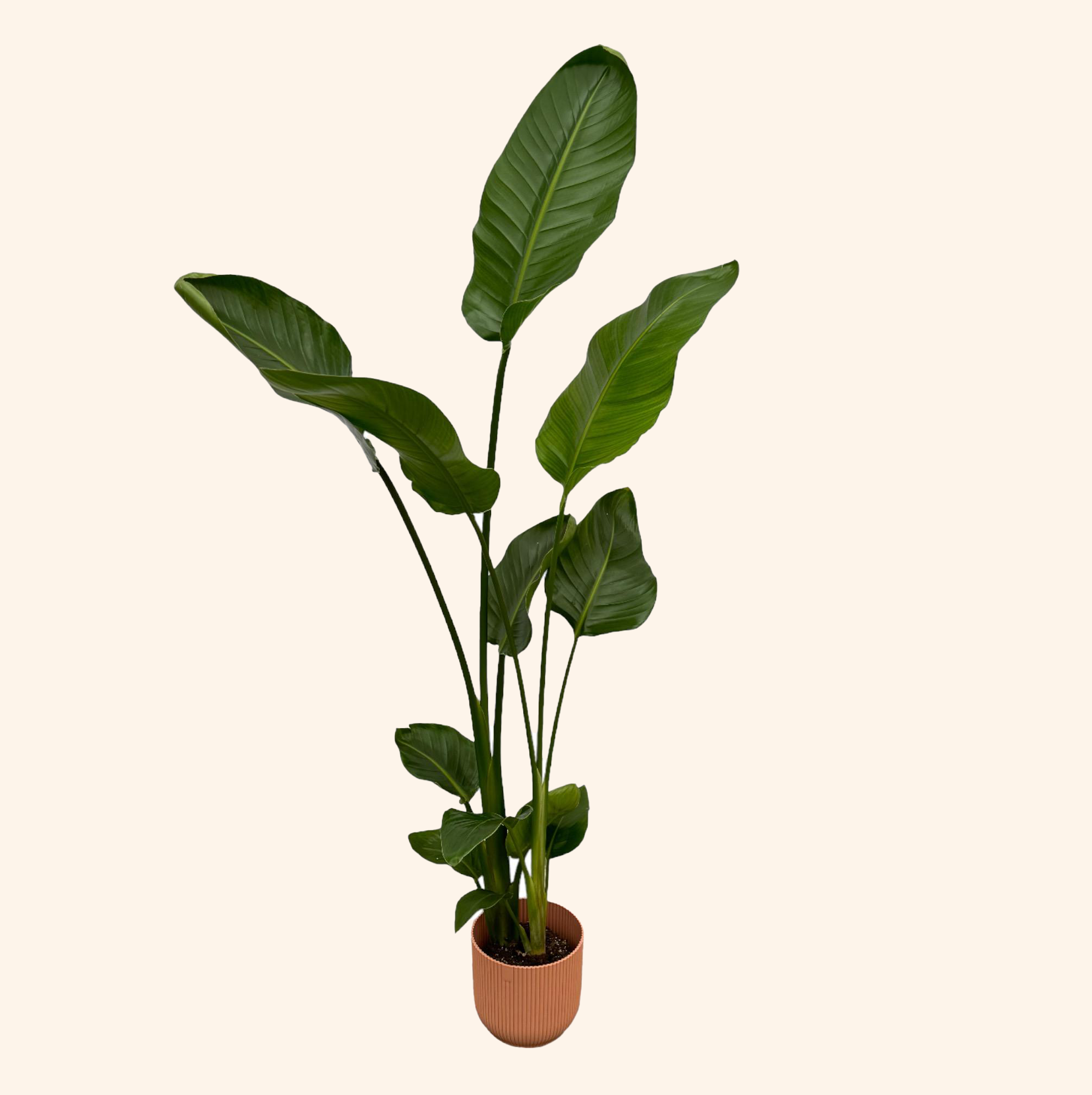 Strelitzia Nicolai | Elho Vibes Fold Round roze