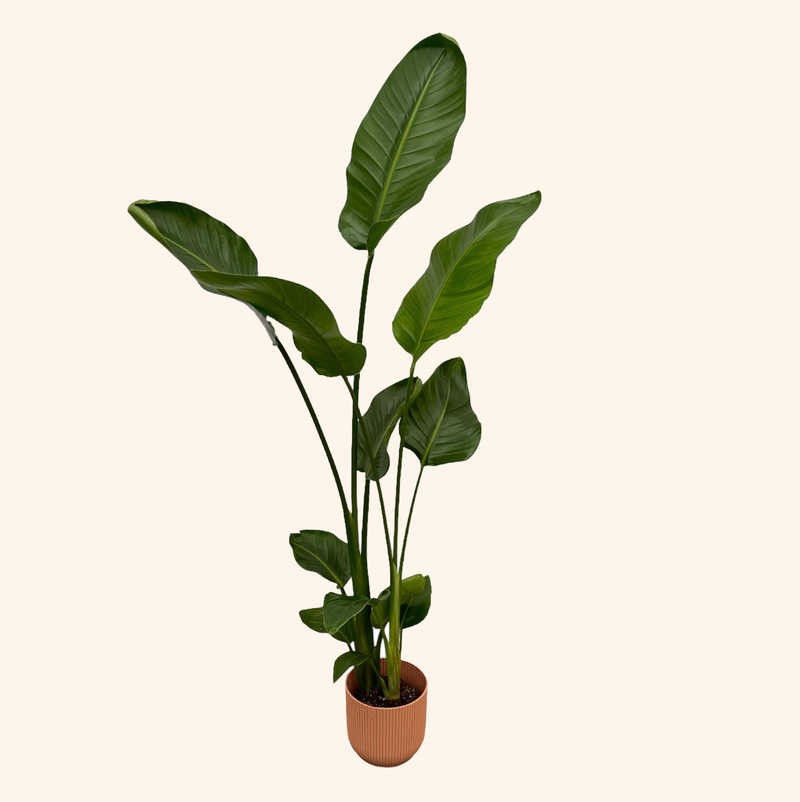 Strelitzia Nicolai | Elho Vibes Fold Round roze