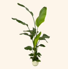 Strelitzia Nicolai | Elho Vibes Fold Round wit